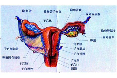 陰女 意思|阴女是什么命 阴女是好命还是坏命